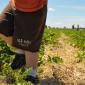 Strawberry Picking 016e2